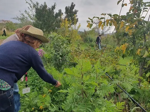 Journées jardins au Croissant Fertile à Mornant