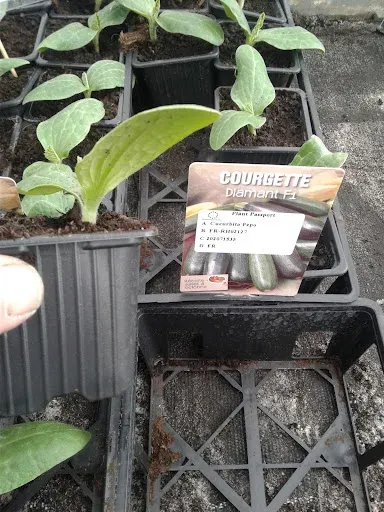 Au Bon Plant à Rive-de-Gier
