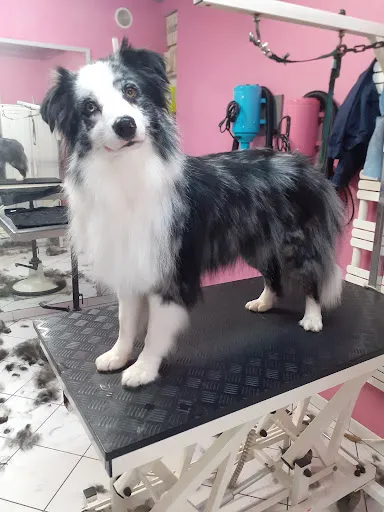 Au Chien Coquet | Toilettage canin à Rive-de-Gier