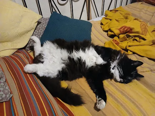 Au Service des Animaux à Rive-de-Gier