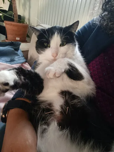 Carole Andris Acupuncture à Rive-de-Gier