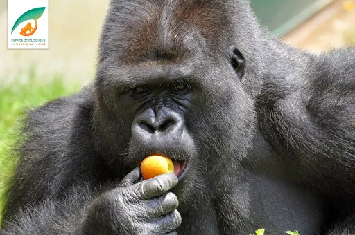 Espace Zoologique de Saint-Martin la Plaine à Rive-de-Gier